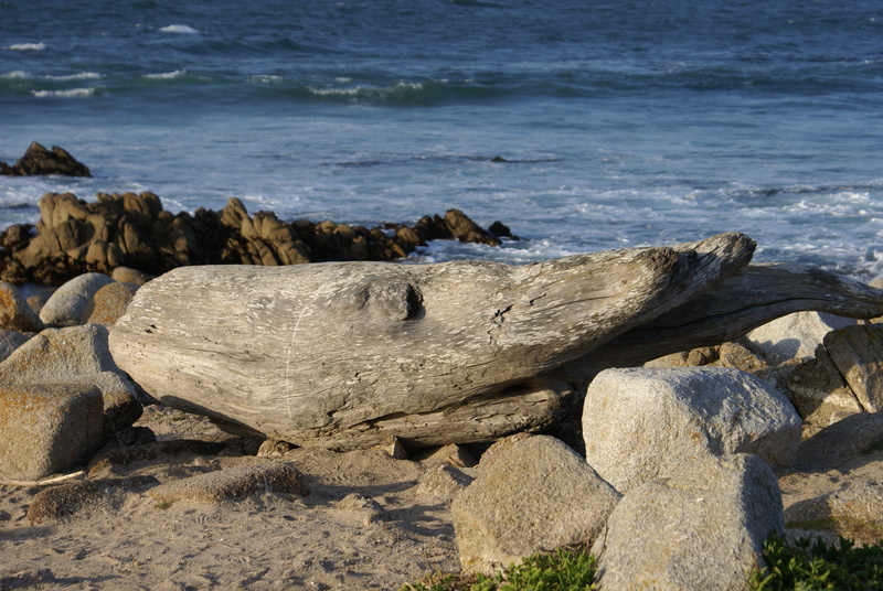 motion, wave, beauty in nature, water, fish, deadwood, nature, solid, ocean, land, wood, shark, sea, tranquility, outdoors, beach, california, rock, non-urban scene