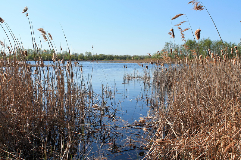 day, outdoors, 4K, lake, lake swan, blue, deadwood, russian nature, clear sky, reed - grass family, no people, beauty in nature, tranquil scene, scenics - nature