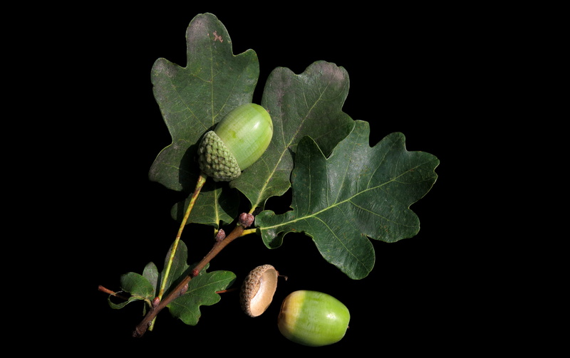plant part, food, green, oak leaves, nature, seed, close-up, freshness, plant, food and drink, growth, leaf, acorn, healthy eating, green color, black background