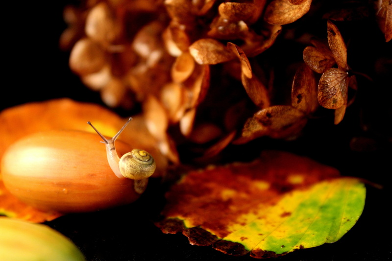 gastropod, one animal, food, acorn, food and drink, no people, october, animals in the wild, animal shell, small, snail, close, animal, orange color, beauty in nature