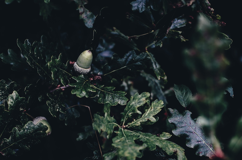 hang, black, beauty in nature, forest, food and drink, plant part, plants, hang on, plant, green color, focus, day, growth, green, acorn, backgrounds, tree