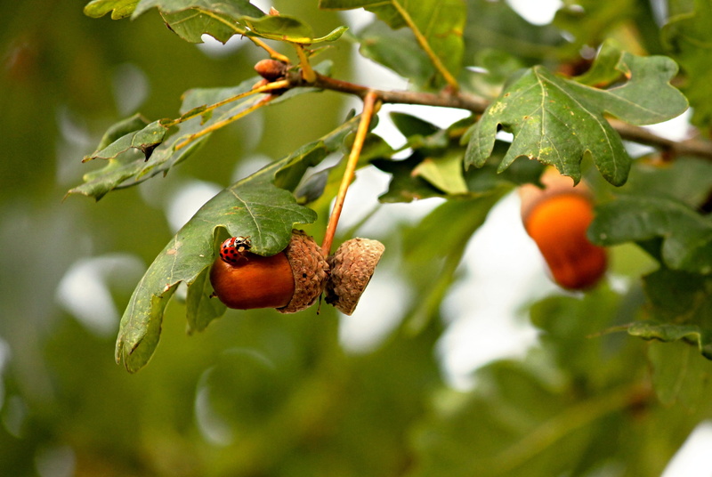 healthy eating, acorns, oak leaves, tree, cap, 2K, day, crawling, black, lucky charm, food and drink, fruit, freshness, beetle, fruit tree, close-up, green