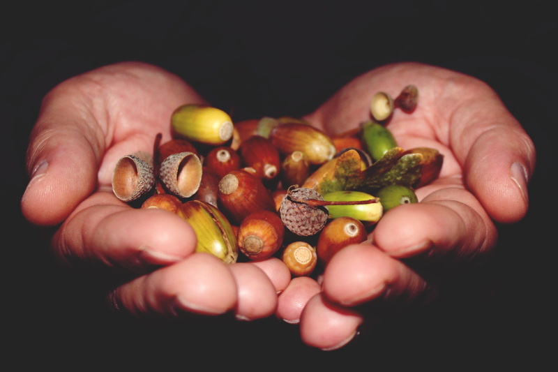 studio shot, freshness, human hand, oak, black background, art, 4K, holding, acorns, wellbeing, unrecognizable person, healthy eating, nature, green, brown