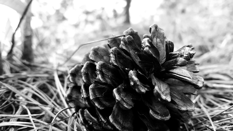 nature, close-up, 4K, dead plant, flower head, animals in the wild, no people, wilted plant, flowering plant, focus on foreground, petal, acorn, flower