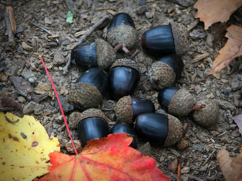 dry, solid, outdoors, rock - object, Fruit, land, dried, plant part, 1080P, black acorns, leaves, no people, day, leaf, field, nature, stone - object