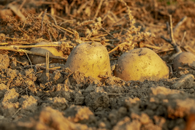 outdoors, earth, carbohydrates, plant, wellbeing, animal nest, food and drink, close-up, crop, egg, food, potatoes, earth apple, erdfrucht, natural product