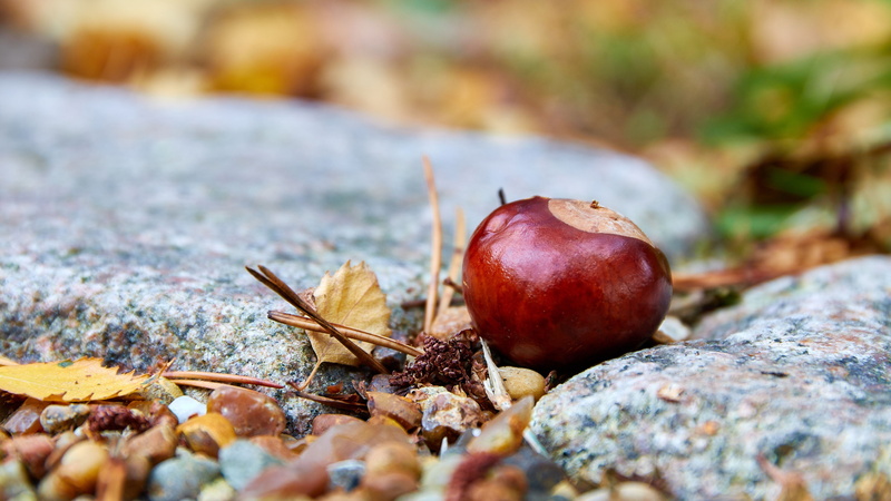 leaves, apple - fruit, outdoors, food and drink, 5K, freshness, healthy eating, dry, food, day, nut, close-up, closeup, wellbeing, autumn, nut - food