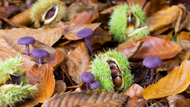 plants, dry, leaves, food, vegetable, chestnut, day, food and drink, selective focus, succulent plant, freshness, plant, brown, leaf, mushroom, wellbeing