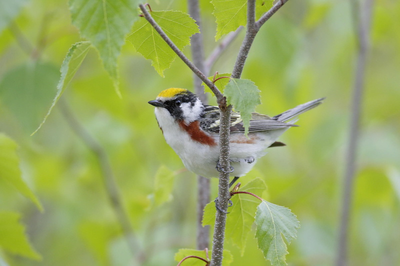 chestnut, 1080P, warbler, canada, sided, male, animals