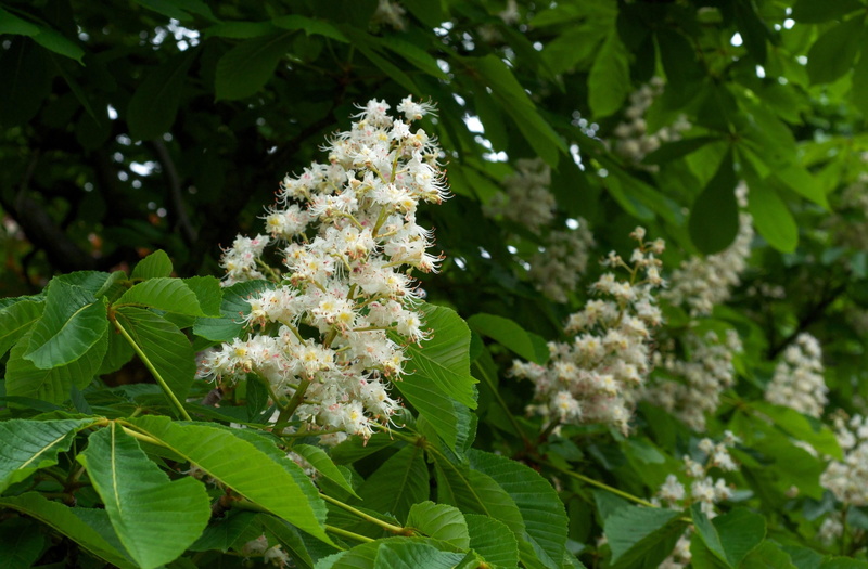 plant part, day, petal, mood, plant, vulnerability, summer, green Color, focus on foreground, fragility, botany, no people, leaf, season, outdoors, chestnut Tree