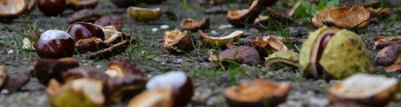 selective focus, vulnerability, no people, growth, moss, vegetable, beauty in nature, toadstool, nature, 2K, avar, food, land, day, fungus, chestnut, mushroom