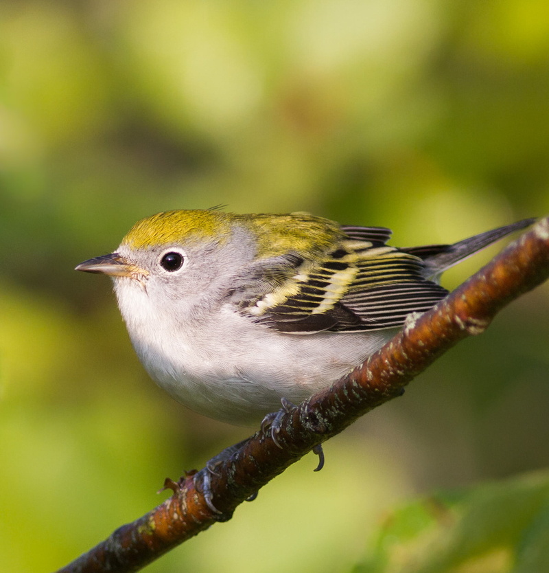 wildlife, chestnut, branch, outdoors, nature, sided, warbler, small, white, yellow, 1080P, bird, animal, gray, beak
