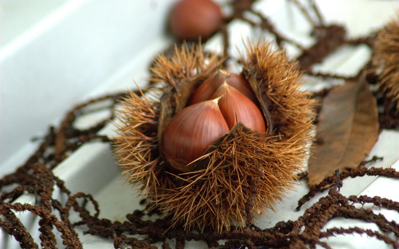 dry, walnuts, wellbeing, freshness, season, seed, autumn, outdoors, food, chestnuts, day, nut - Food, backgrounds, nature, chestnut - Food, 720P, treats