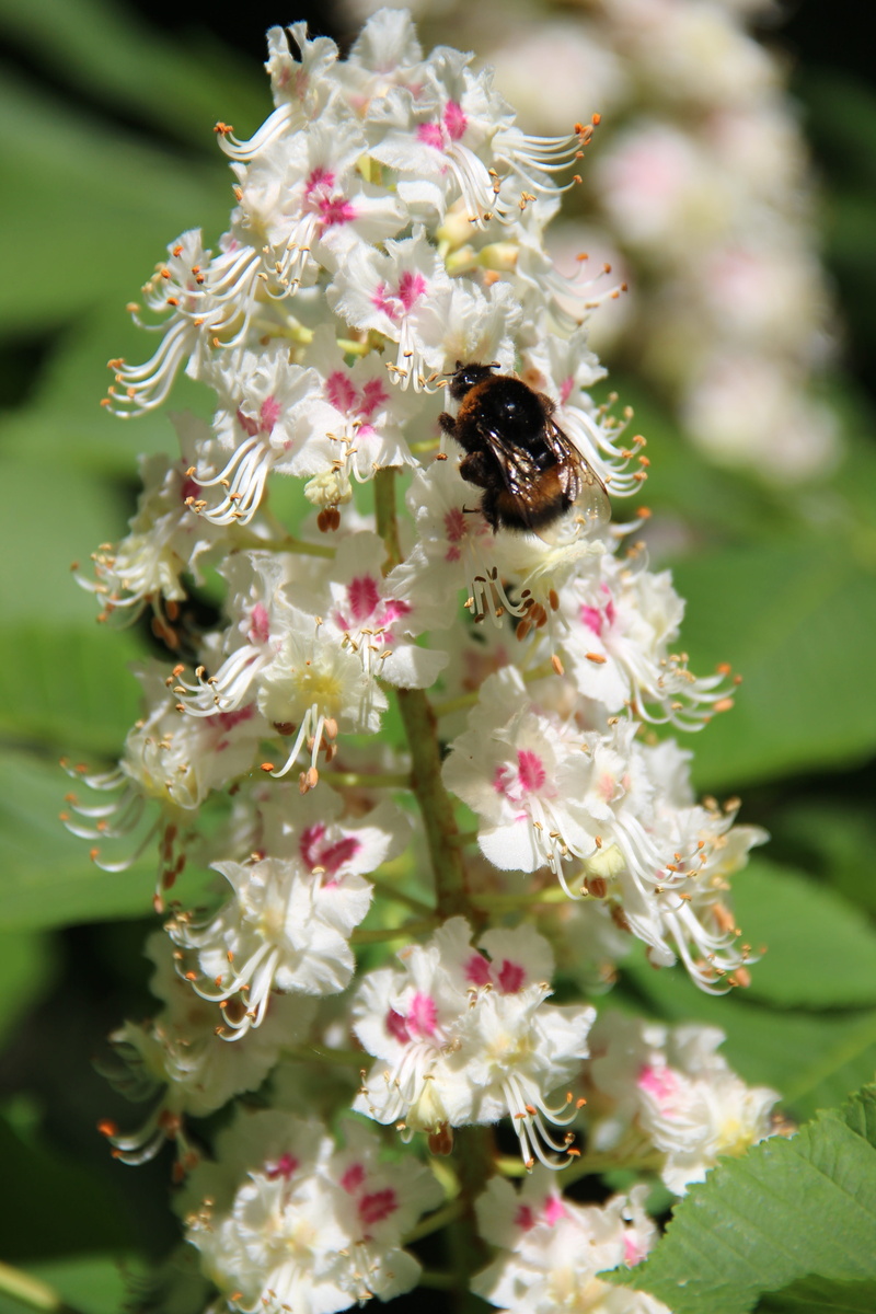 animal themes, no people, petal, Chestnut, vulnerability, Bumble-Bee, pollination, pollen, plant, close-up, flowering plant, animal wildlife, bumblebee