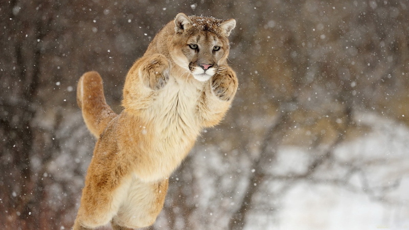 cougar, outdoors, lion - Feline, fur, snow, puma, large, cold temperature, survival, wilderness Area, white, one Animal, running, blizzard, cold - Temperature