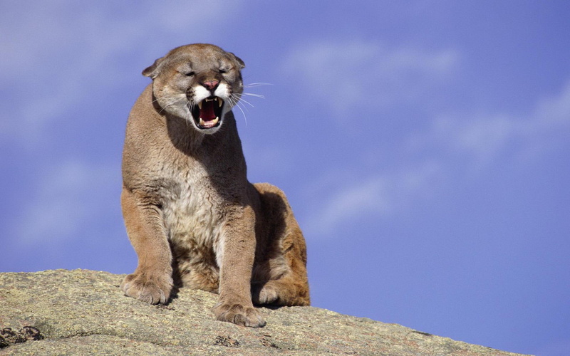 animals, wild, cat, yawning, 1920x1200, 1080P, cougar, brown