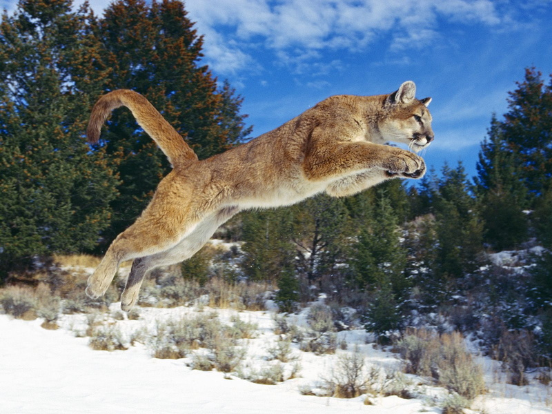 power, cougar, brown, 720P, raw