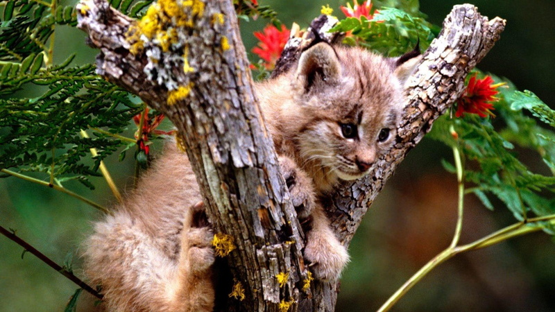 kitten, lynx, cougarbaby, cute, cougar, 2K, cats, animals, brown