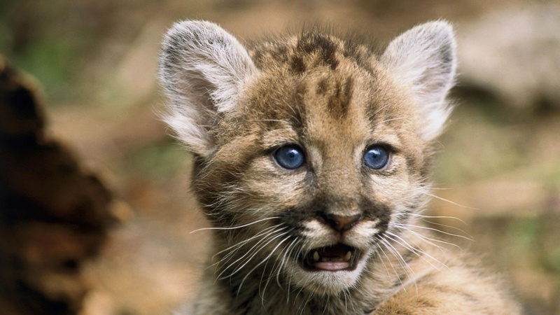mammal, baby, cougar, wildlife, animals, feline, 1080P