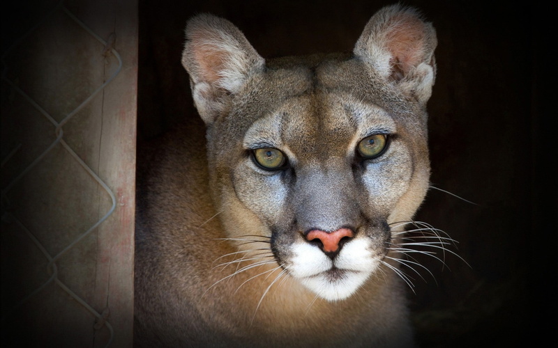animals, 1080P, cougars