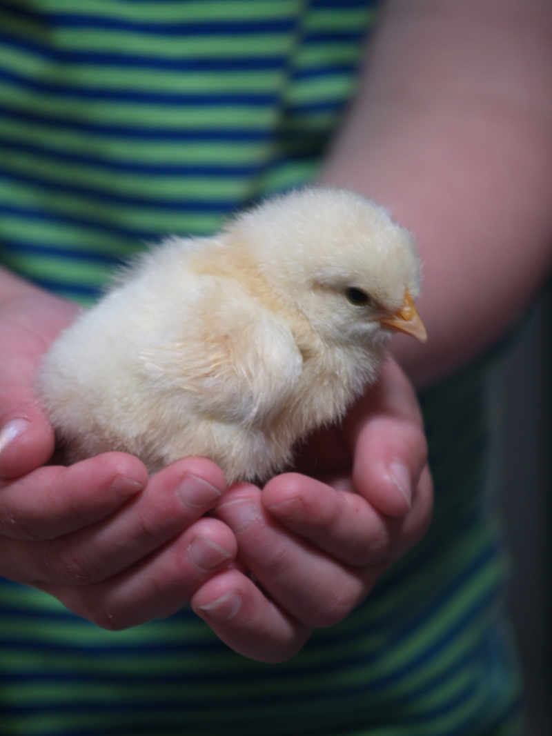 kids love, domestic animals, 2K, white, bird, yellow, animal, chicken - Bird, life, close-up, Hands, vertebrate, animals And Pets, beauty, baby Chicken