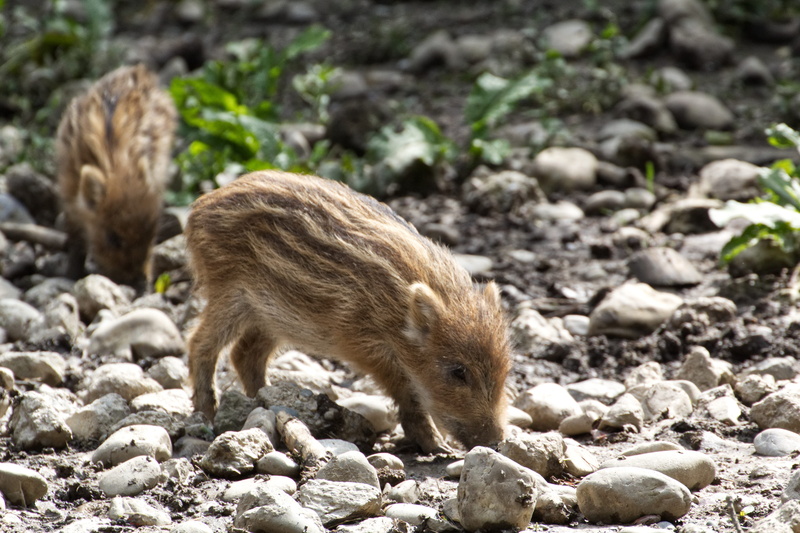 lucky charm, mammal, land, lucky pig, vertebrate, luck, baby, piglet, animals in the wild, field, young animal, rodent, animal themes, focus on foreground