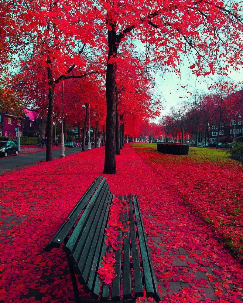 trees, bench, 720P, red