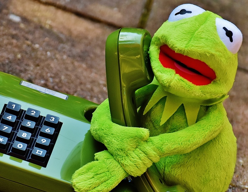 stuffed toy, equipment, high angle view, animals in the wild, animal wildlife, frogs, reptile, no people, plush, frog, 2K, toy, outdoors, nature, close-up