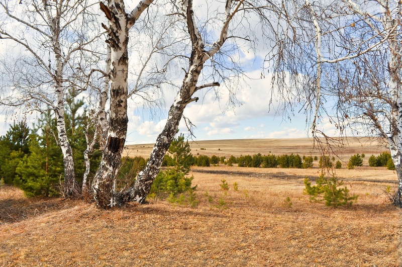 field, bare tree, trees, 1080P, birch trees, day, daytime, nature, white, withered, branch, black, non-urban scene, growth, life, tree trunk, tranquil scene