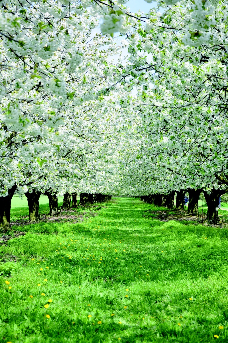 apple trees, springtime, field, nature, park, leaves, 2K, environment, growth, sky, trees, organic, branches, foliage, forest, blue, trunk, tree, beauty in nature
