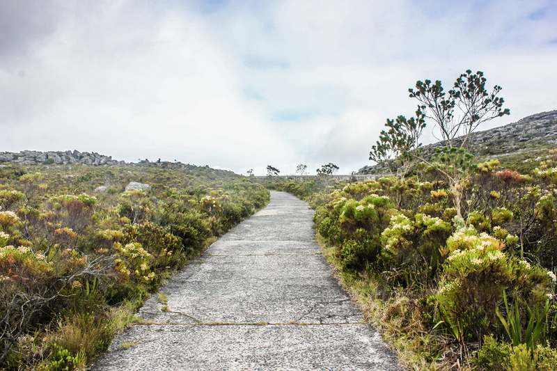 road, path, cape town, the way forward, day, 2K, tranquility, long, direction, south africa, grass, travel, cloud - sky, trees, dam, footpath, diminishing perspective