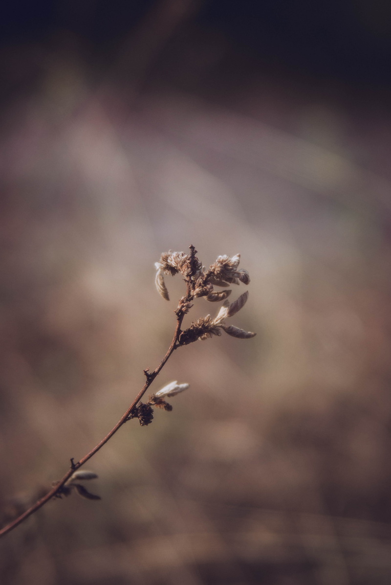 brown, dry, like, vintage, tranquility, outdoors, dried, dried plant, streetlife, vietnam, plant stem, beauty in nature, close-up, no people, twig, wilted plant