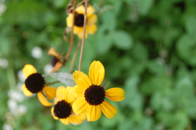 no people, nature, spring, flowering plant, green color, outdoors, summer, flower head, day, vulnerability, flower, fragility, close-up, petal, beauty in nature