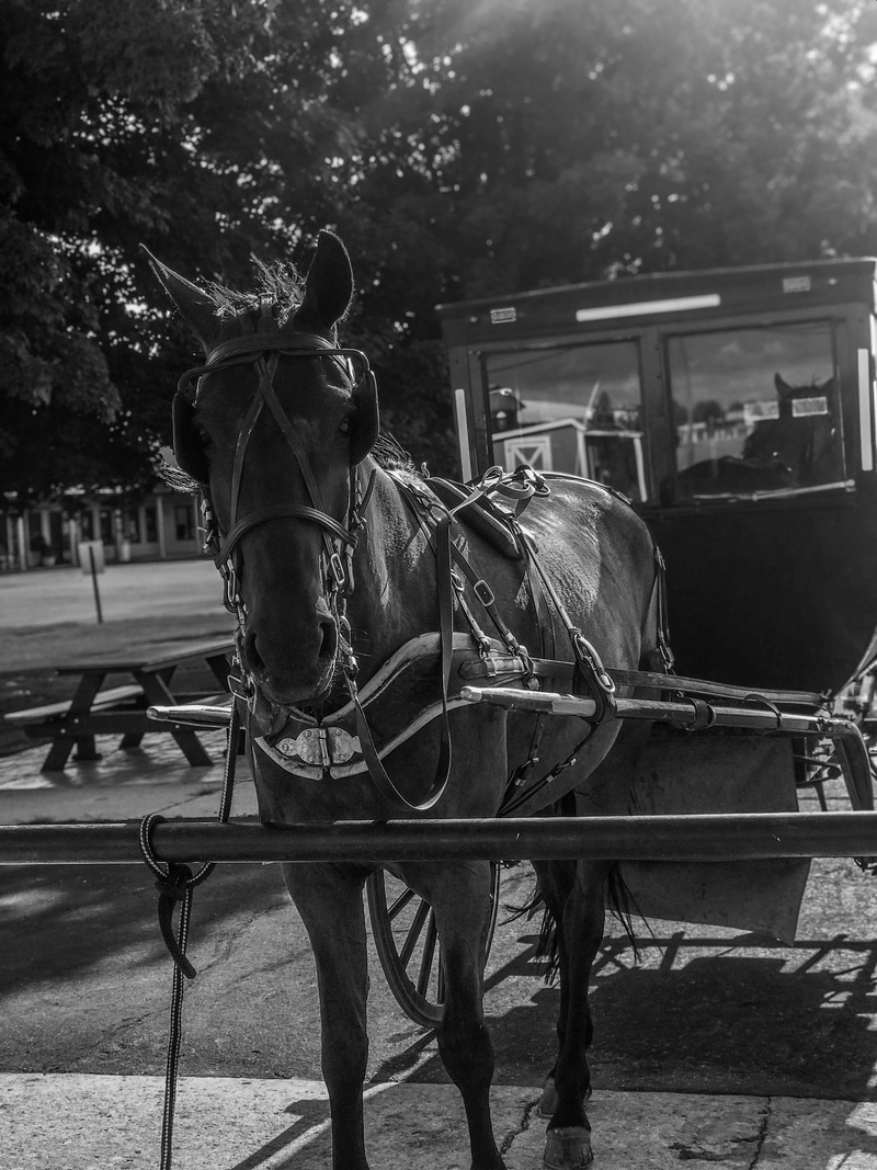 shipshewana, amish, animal, 4K, black and white, furniture, bench, tradition, horse, grey, farm, animal themes, photo, vertebrate, carriage, united states