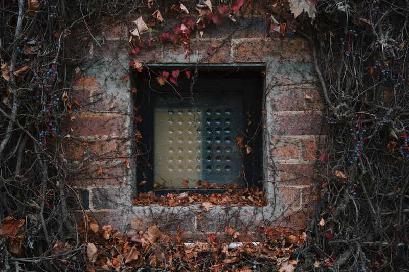 architecture, vine, brick wall, day, wild, messy, brick, 5K, australia, plant, window, outdoors, building exterior, building, wall - building feature