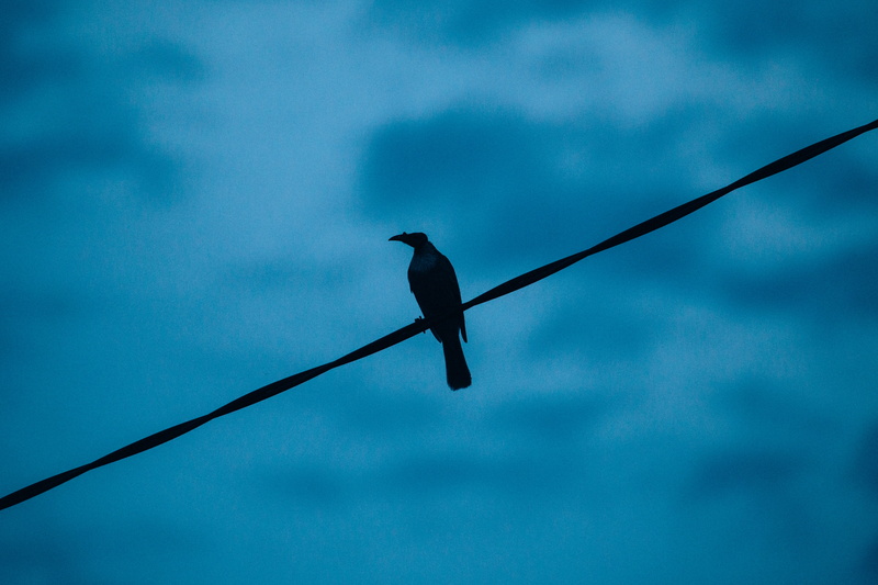 animal themes, day, electricity, cable, animals in the wild, nature, sky, vertebrate, dusk, silhouette, toowoomba, perching, animal, dark, no people, 4K