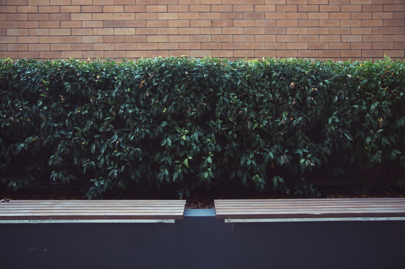 outdoors, growth, bush, brick, leisure activity, plant, nature, sunlight, 5K, beauty in nature, wall, toowoomba, built structure, bench, plant part, urban