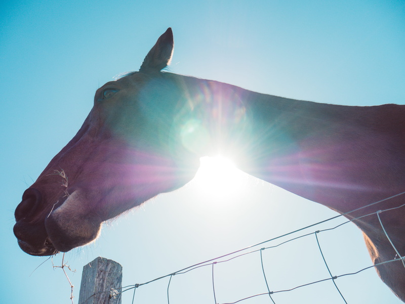 australia, sun, toowoomba, architecture, 4K, grass, outdoors, chewing, no people, queensland, clear sky, animal wildlife, animal themes, bright, sky, farm