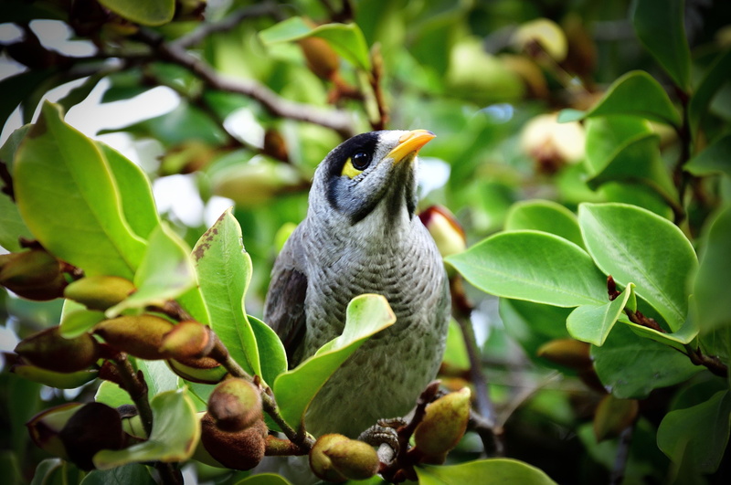 birdwatcher, branch, australia, green, bird, animal, queensland, vertebrate, day, plant part, perching, outdoors, leaf, plant, growth, trees, one animal