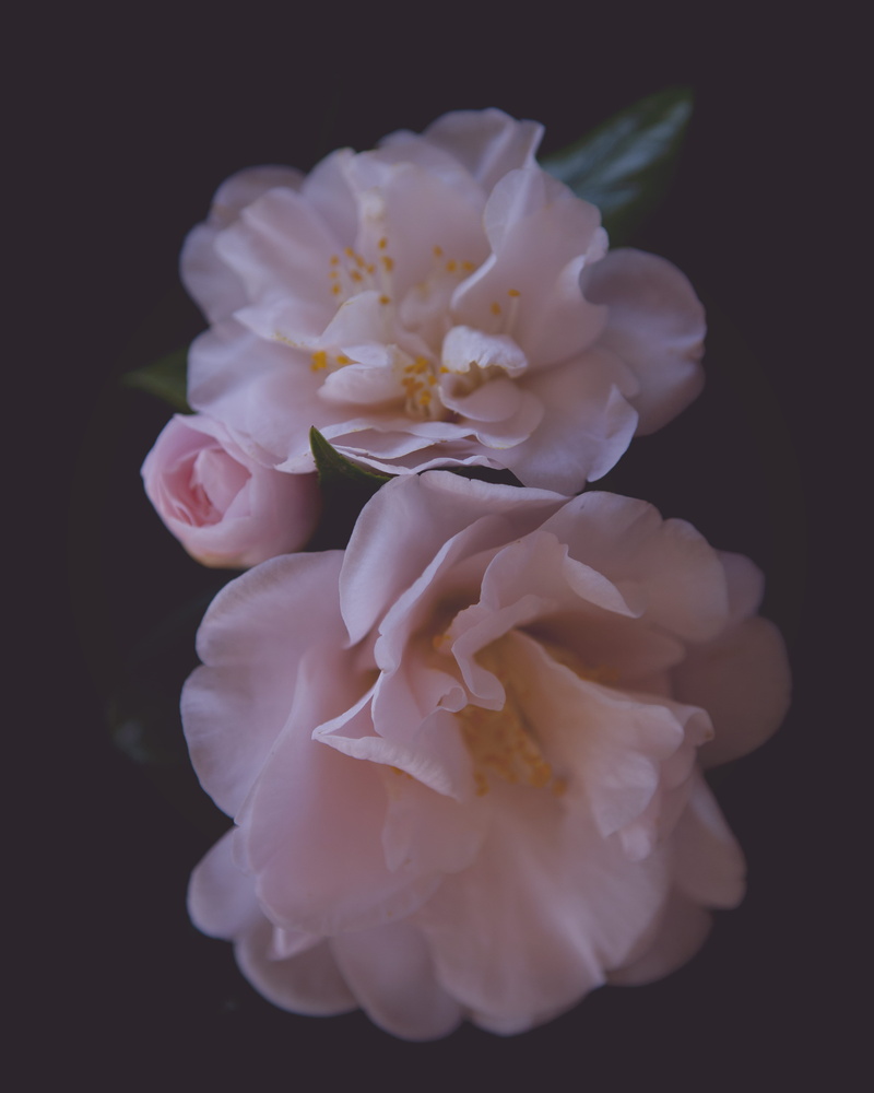 rose, flowering plant, indoors, freshness, nature, fragility, growth, flower, pink color, beauty in nature, studio shot, inflorescence, feminine, no people