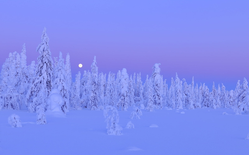 landscape, cold temperature, tranquility, non-urban scene, Finland, trees, white color, scenics - nature, Snow, forest, moon, Northern Ostrobothnia, plant