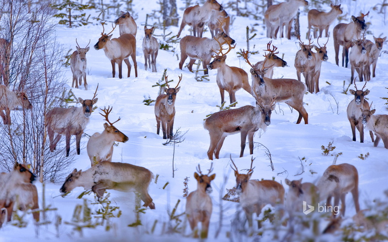 reindeer, Oulu, snow, the herd, Finland, winter, 1080P