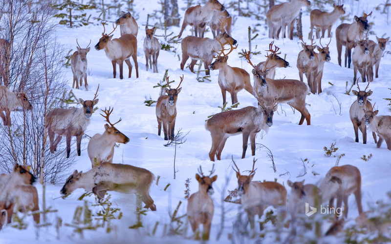 group of animals, day, winter, herd, field, land, oulu, group, no people, desktop, nature, snow, cold temperature, 1080P, bing, reindeer, animals in the wild