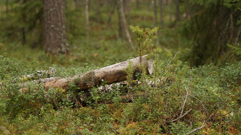 beauty in nature, coniferous tree, tree, forest, finland, land, oulu finland, growth, wood, no people, 2013, pine woodland, tree trunk, trunk, nature, m k