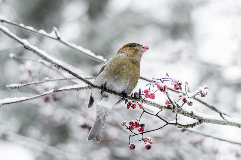 2K, tree, squarespace, bird, snow, gray, branch, 500px, tree branch, animal, D7000, outdoors, oulu, google, wildlife, brown, flickr, nature, winter, finland