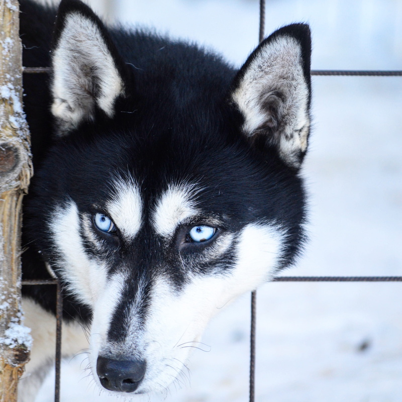 domestic, portrait, close-up, finnish, oulu finland, focus on foreground, mammal, eye, 2K, no people, looking at camera, dog, one animal, snow, winter