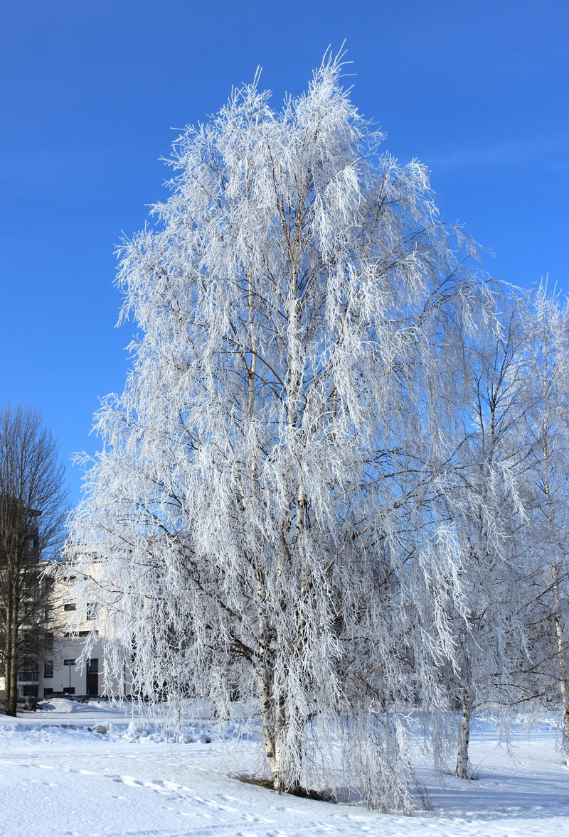 scenics - nature, frozen, outdoors, day, outside, tranquil scene, beautiful, beauty in nature, 4K, nature, oulu, land, winter, finland, tranquility, frost