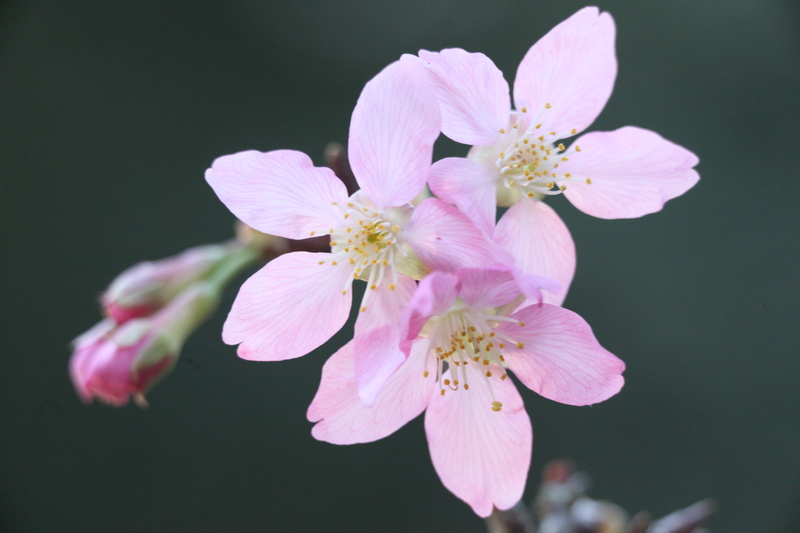vulnerability, cherry tree, pollen, flowering plant, petal, flower Head, branch, growth, pink Color, plant, tree, stamen, cherry blossoms, freshness, cherry blossom