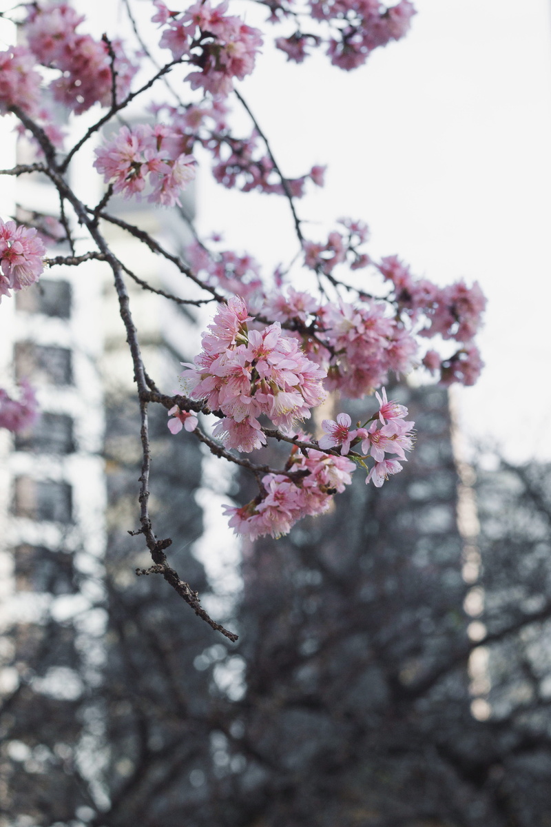 curitiba, springtime, cherry tree, no people, blossom, spring, low angle view, close-up, branch, winter, pink color, freshness, beauty in nature, nature