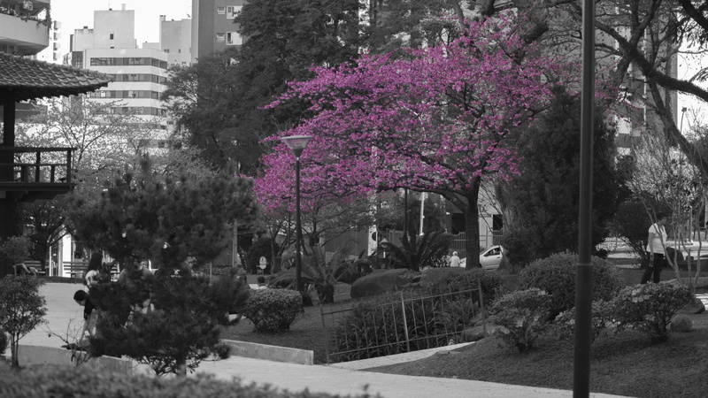 sakura, curitiba, japan, motor vehicle, road, outdoors, built structure, transportation, tree, building exterior, no people, mode of transportation, day